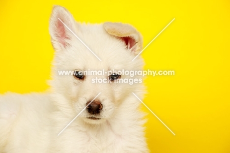 German Shepherd (aka Alsatian) puppy on a yellow background