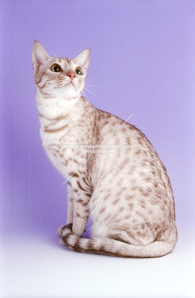 cinnamon silver spotted Ocicat sitting on purple background