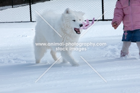 Samoyed in winter