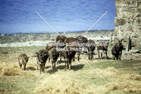 soay sheep on holy island, scotland