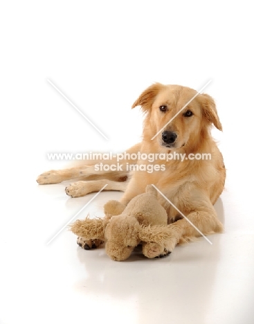 Golden Retriever with soft toy