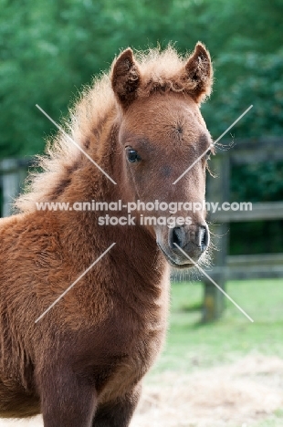 one falabella foal in green field