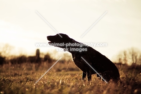 Silhouette of a German Shorthaired Pointer barking