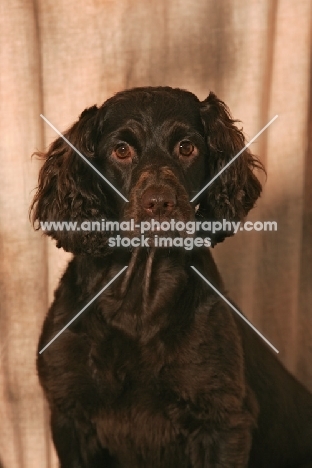 Boykin Spaniel looking at camera