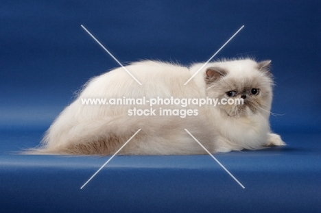 10 month old Blue Tortie Point Himalayan cat lying down. (Aka: Persian or Colourpoint)