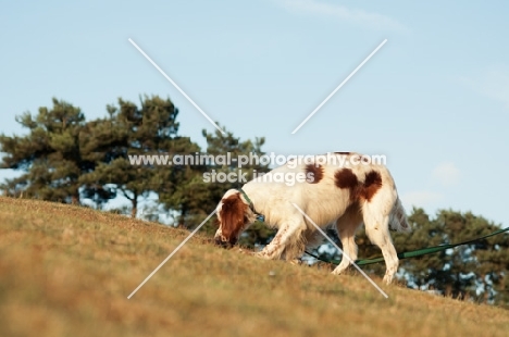 Irish red and white setter walking in field