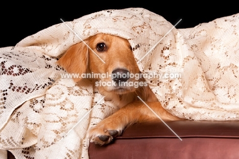 young Golden Retriever under sheet