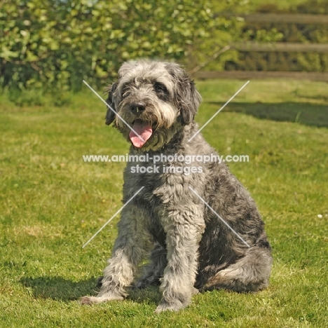 schnauzer x poodle schnoodle