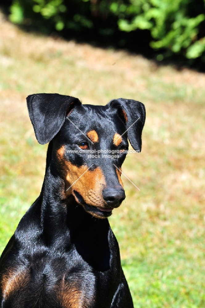 Deutsche Pinscher 