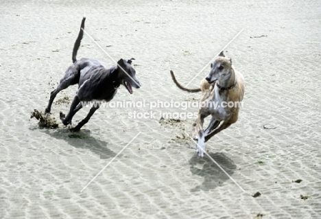 two retired rescued greyhounds galloping on the beach