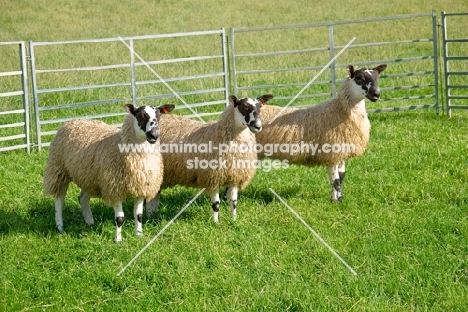 three Scottish Mule ewes