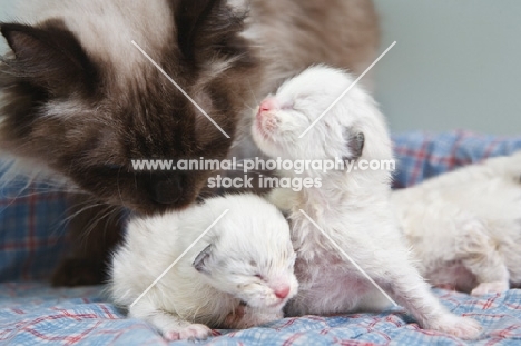 Ragdoll cat and her kittens