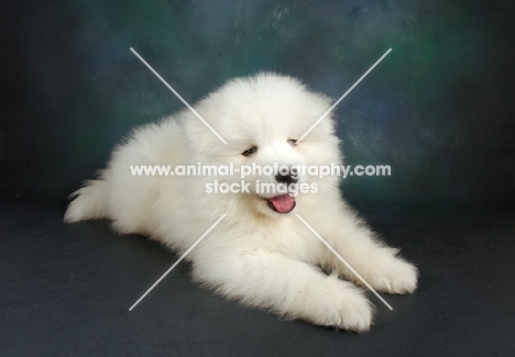9 week old cheerful Samoyed puppy