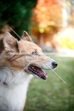 sheltie mix in profile