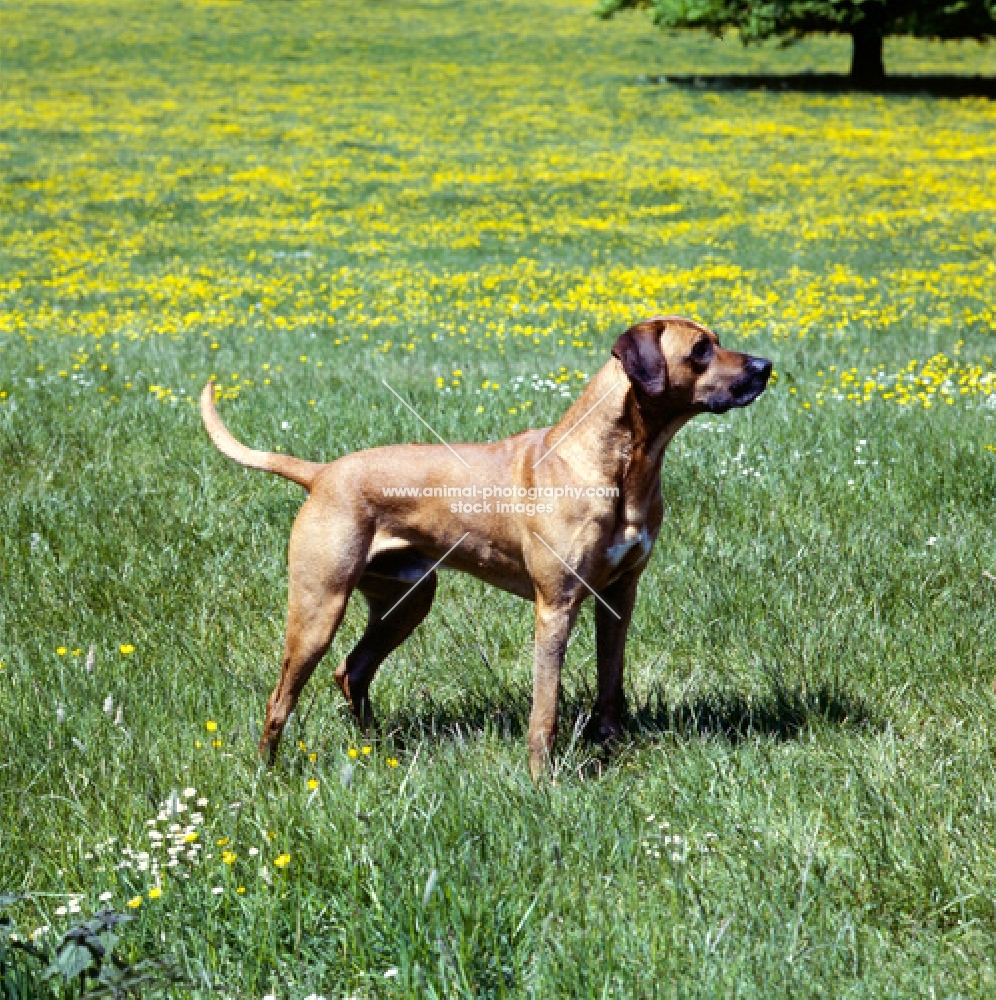 rhodesian ridgeback standing in a field