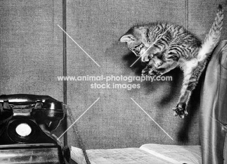 tabby cat jumping towards old fashioned telephone