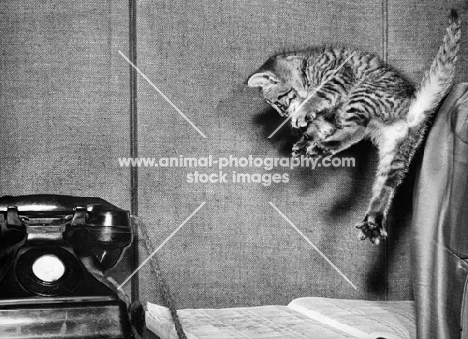 tabby cat jumping towards old fashioned telephone