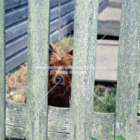 yorkshire terrier peering through fence