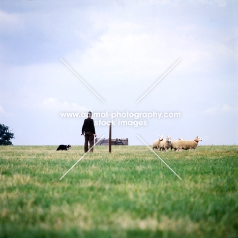 border collie herding sheep on a pasture