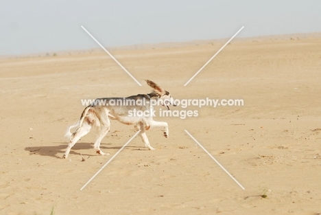 Arabian Saluki in Dubai Desert