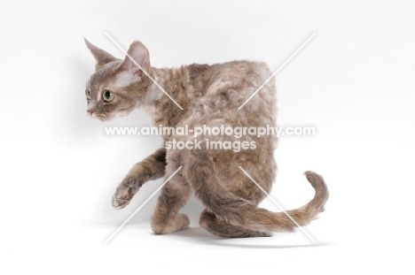 Devon Rex, Blue Mackerel Torbie, turning