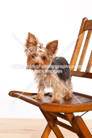 yorkie with bow in hair, on chair