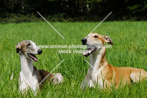 hortaya borzaya south russian sighthound