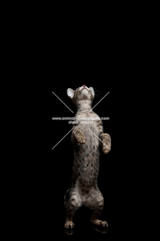 peterbald cat standing on two feet looking up