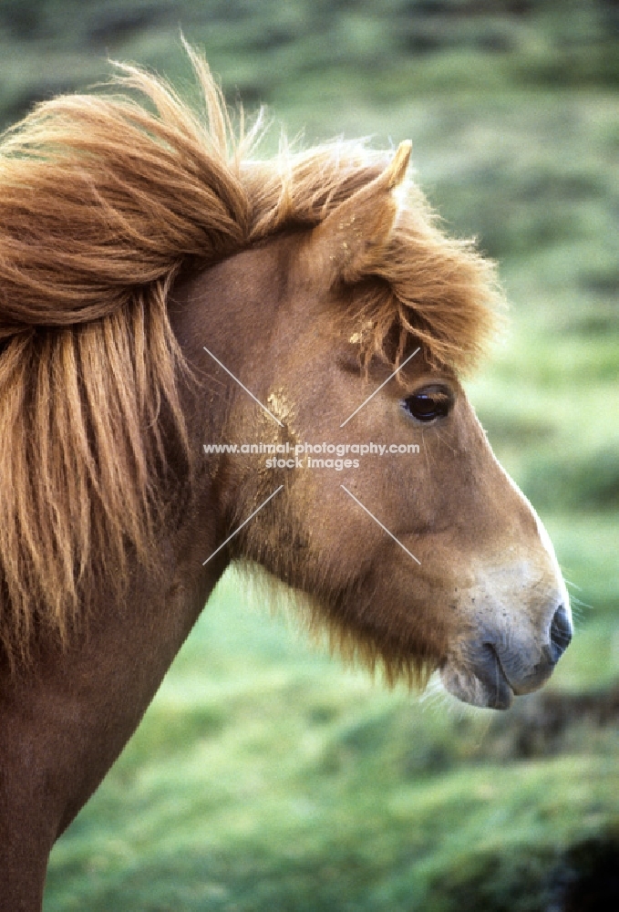iceland horse with whiskers and mud