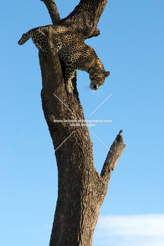leopard climbing down a tree