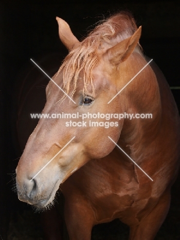 Suffolk Punch portrait, black background