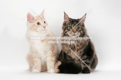 red silver tabby with brown tabby Maine Coon