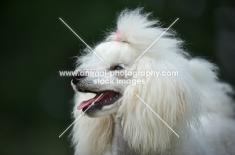 white miniature poodle