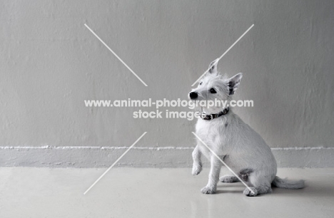 white Jack Russel Terrier sitting in living room, in front of wall