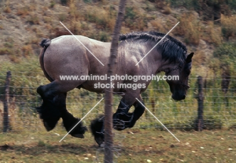 belgian heavy horse stallion jumping, in mid-air