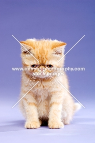 Exotic ginger kitten on a purple background
