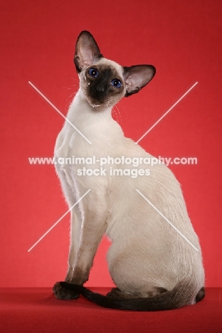 seal point Siamese on red background