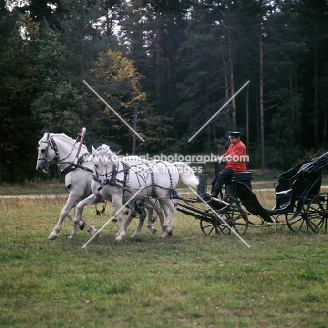  troika with three russian stallions,  tersk, orlov trotter, tersk side view in moscow forest