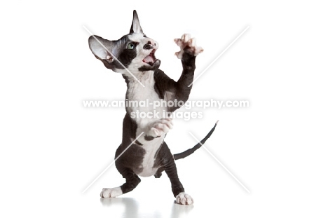 Peterbald kitten playing, 9 weeks