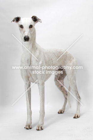Australian Grand Champion/ Finnish Champion Greyhound