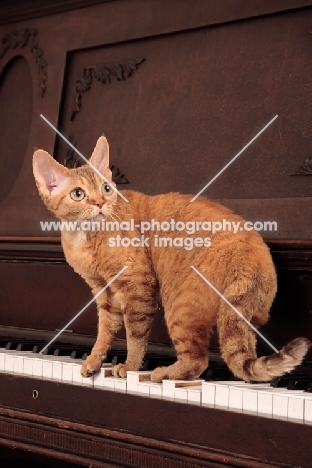 Devon Rex on piano