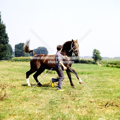 fiery Gelderland in action, swishing tail, with Dutch handler