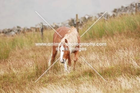 Welsh Mountain Pony living wild in the Llanllechid Mountains in Wales