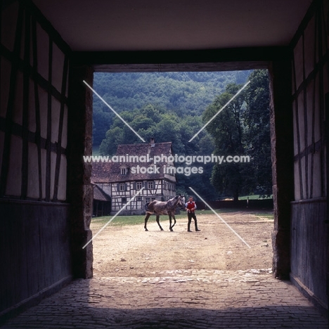 Wurttemberger horse in hand, in the distance