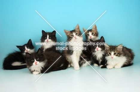 Norwegian Forest cat kittens