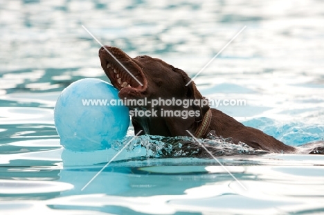 chocolate labrador swimming with ball