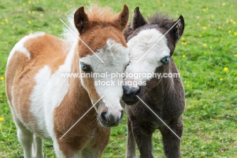 two falabella foals in green field