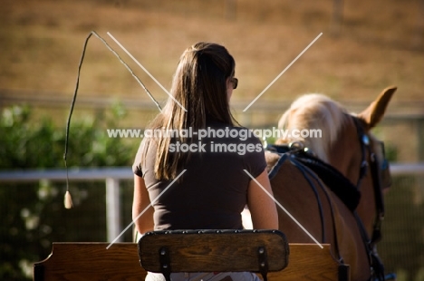 Belgian Draft horse