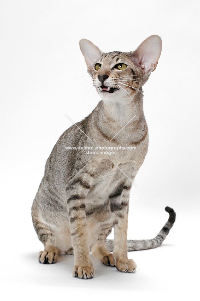 Oriental Shorthair about to meow