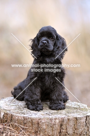 American Cocker Spaniel on log